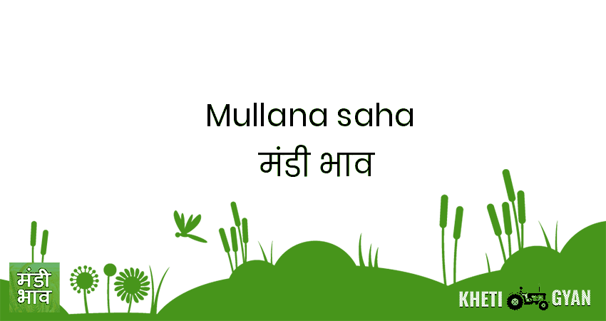 Mullana(saha) मंडी भाव की ताज़ा तस्वीर